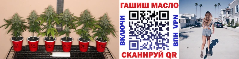 купить закладку  гидра ссылки  ТГК концентрат  shop Telegram  Пушкино 